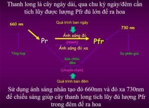 Đèn LED chuyên dụng cho Thanh Long 9W Rạng Đông